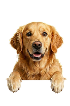 ra&ccedil;a de cachorro